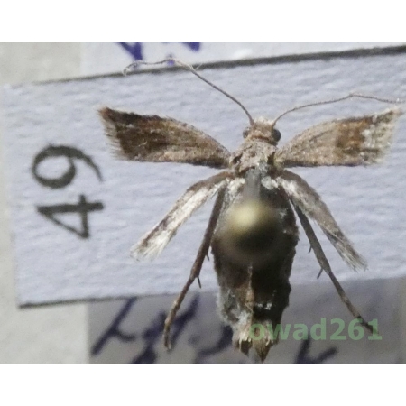 Theria rupicapraria (Denis & Schiffermüller, 1775) Czech49